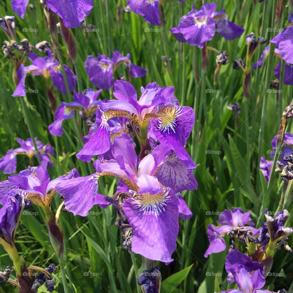 Irises In Bloom. Purple irises blooming at the tail-end of Spring