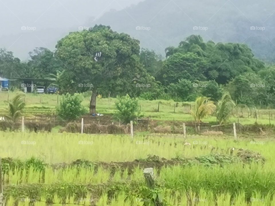 Refreshing paddy fields