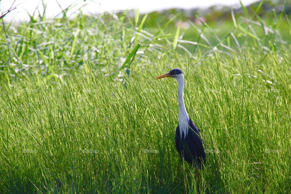 Caucious bird at kakadu national park australia. Black and white bird Resembling a ninja.