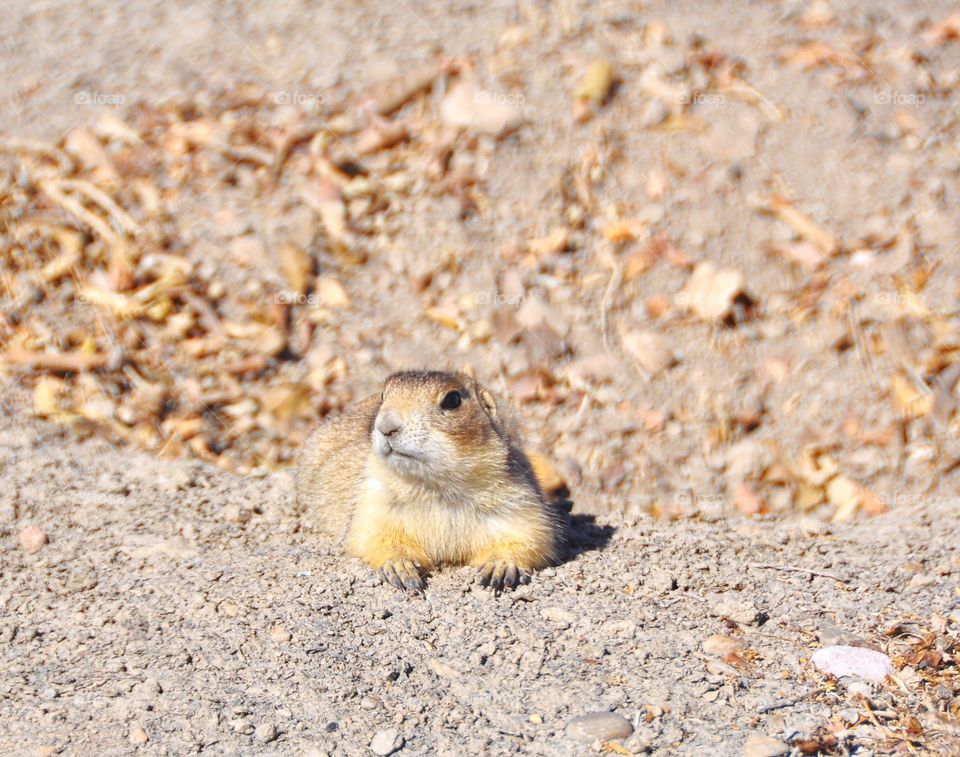 A prairie dog having a rest on a very sunny morning in the high country. He is relaxed and unbothered.