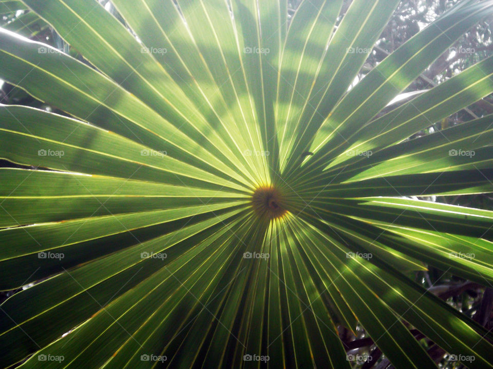 Palms growing in a circular pattern