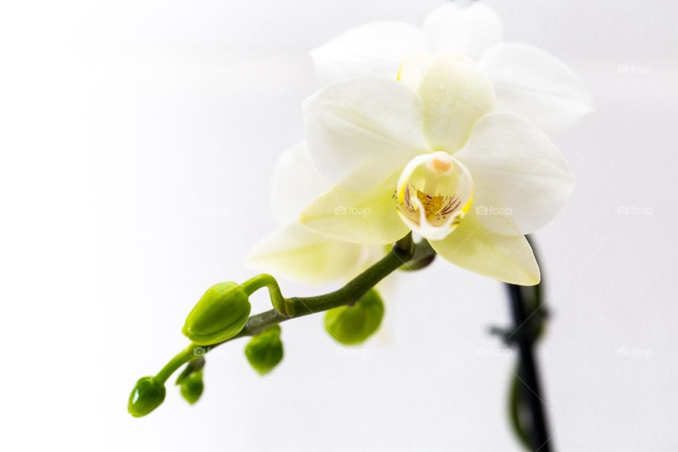 Minimalism - single white orchid in bloom