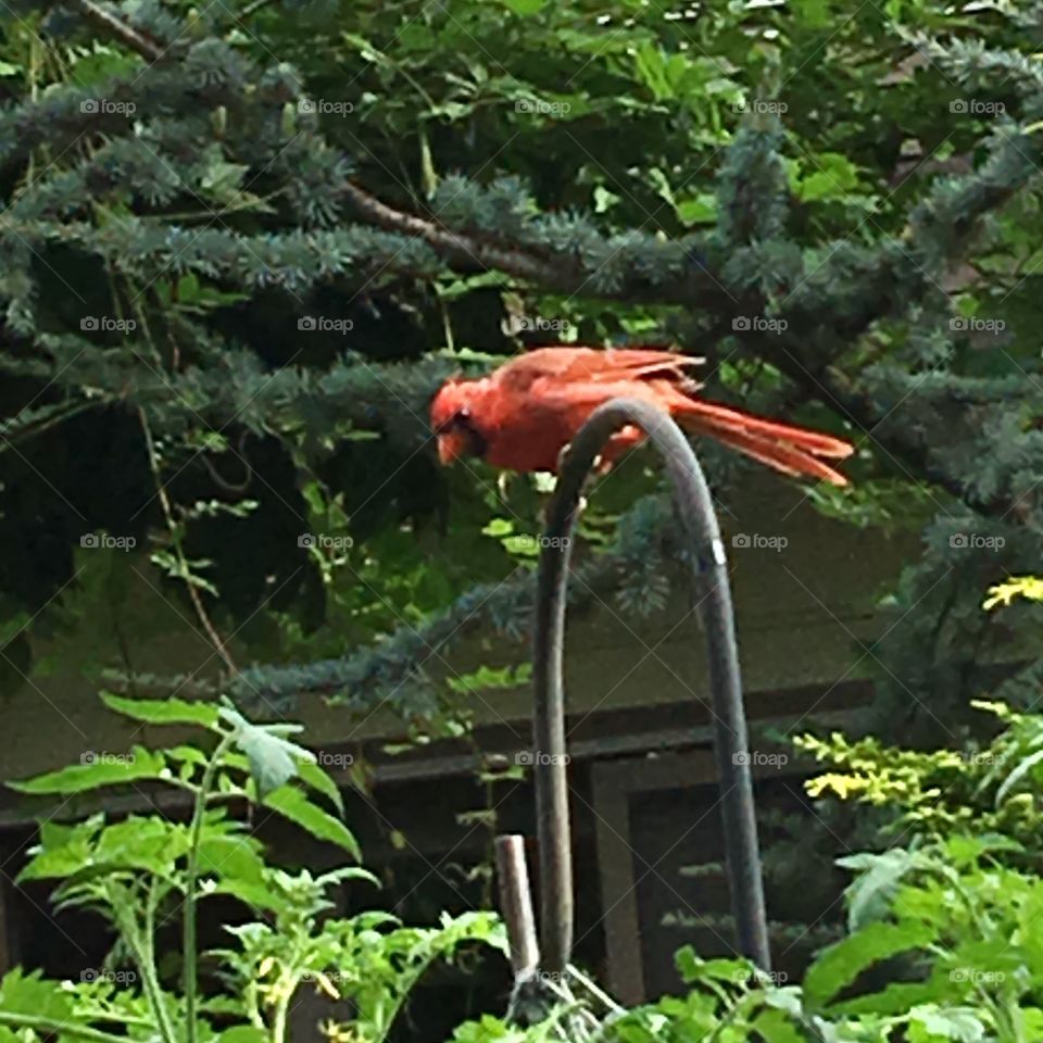 Cardinal stalking out the garden area.