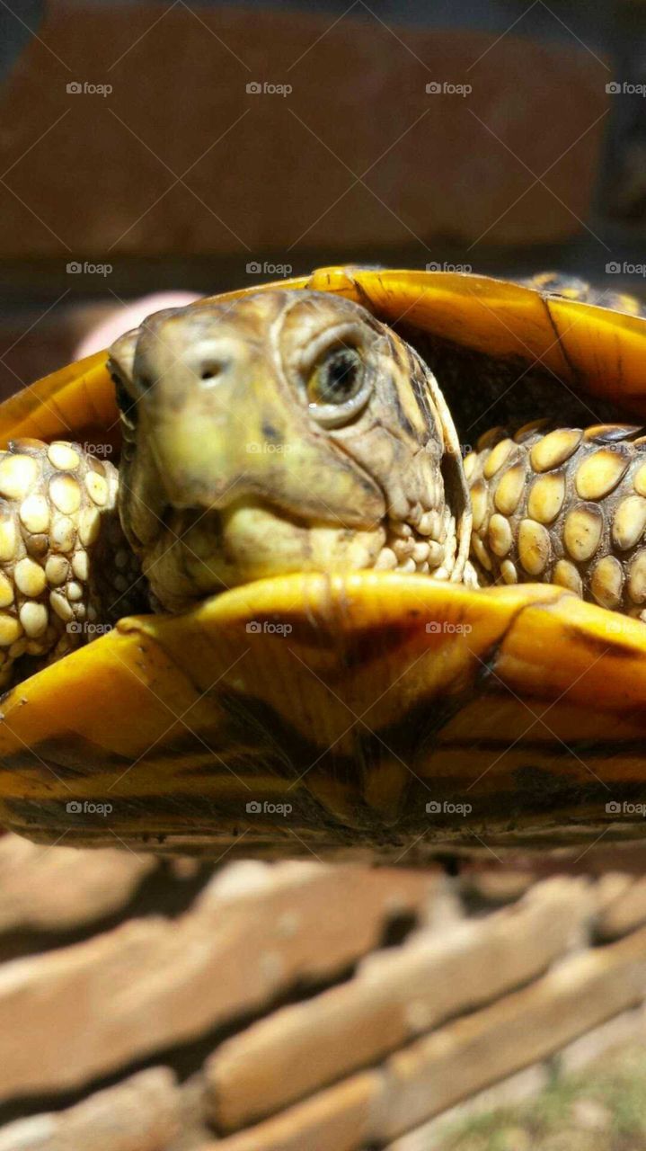 Mrs turtle
