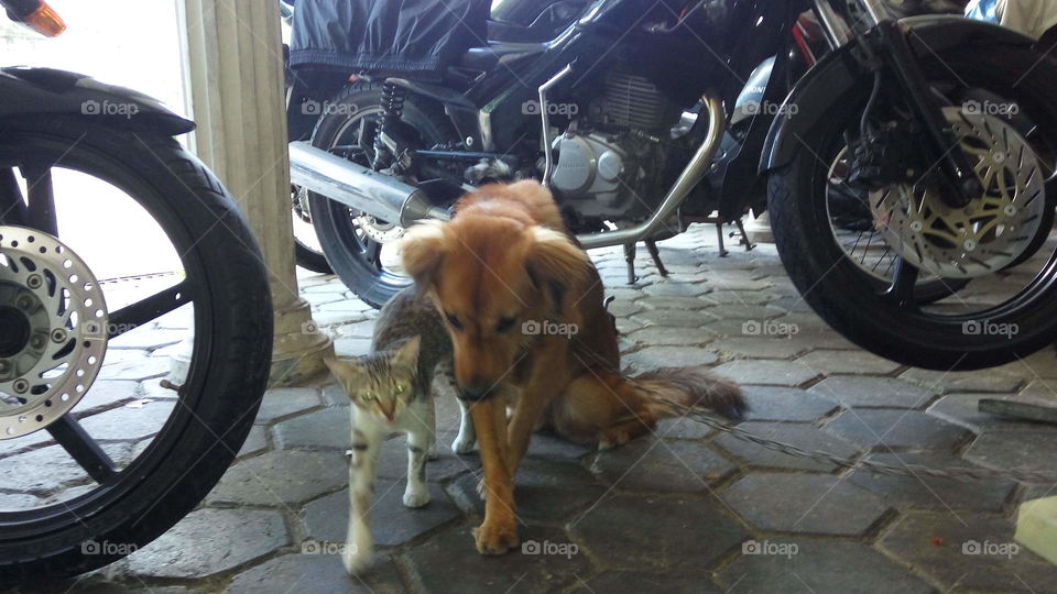 Dogs and Cats: Best Friends