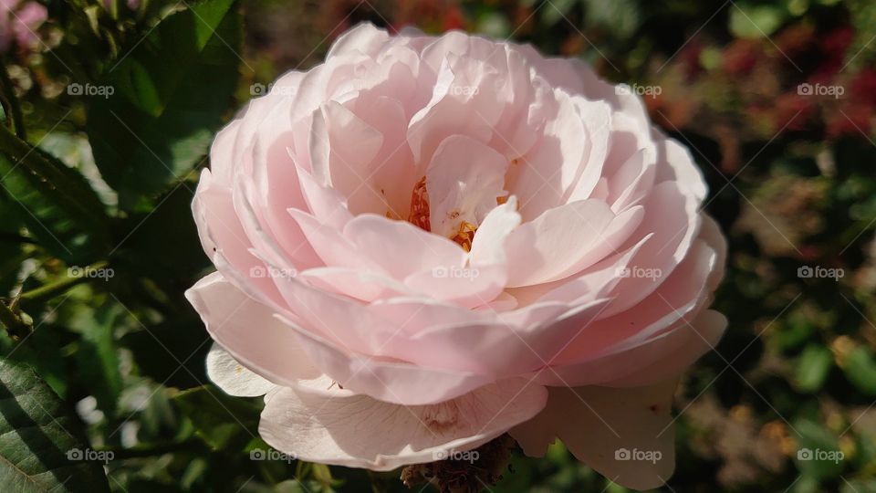 Rose in the garden 🌹🥀