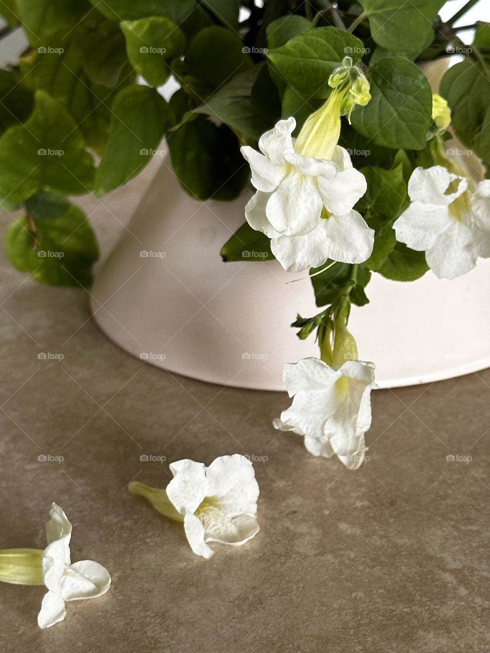 Trumpet vine with white flowers in a pale pink ceramic vase on tan matte porcelain tile