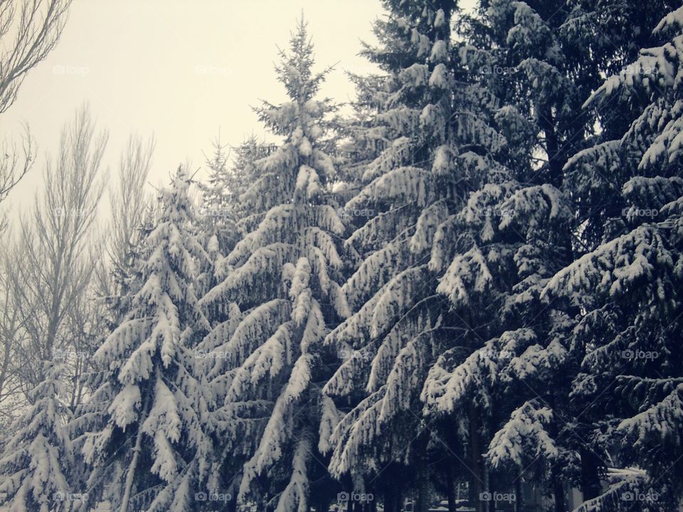 Pines in winter