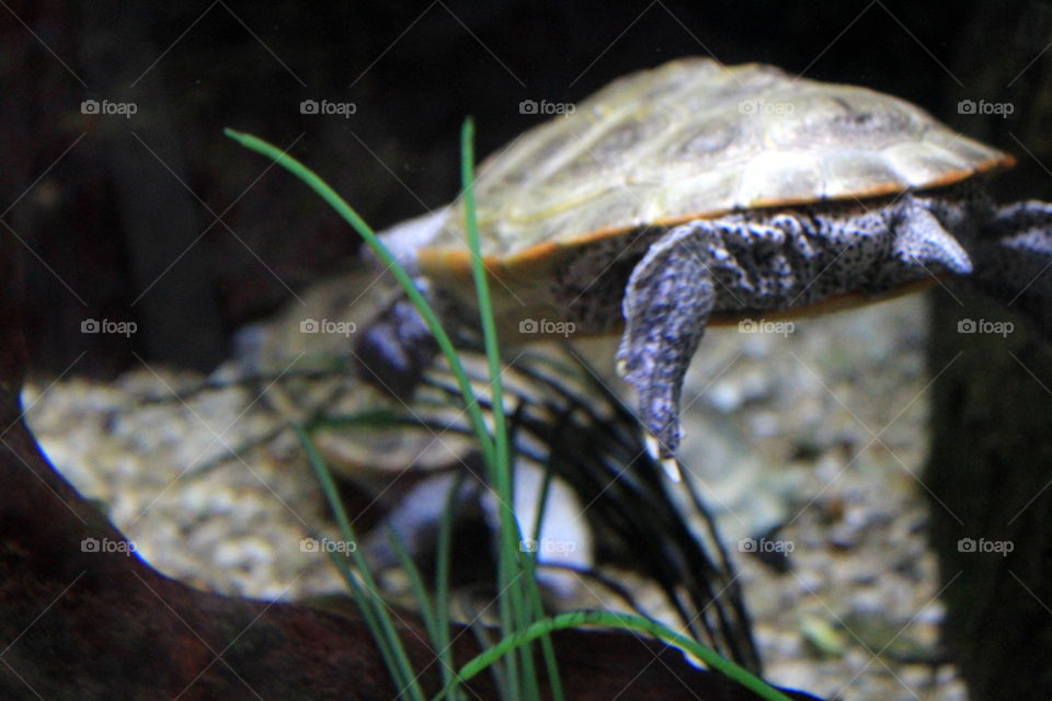 A white turtle with black dots swimming away at the Newport Aquarium in Kentucky 