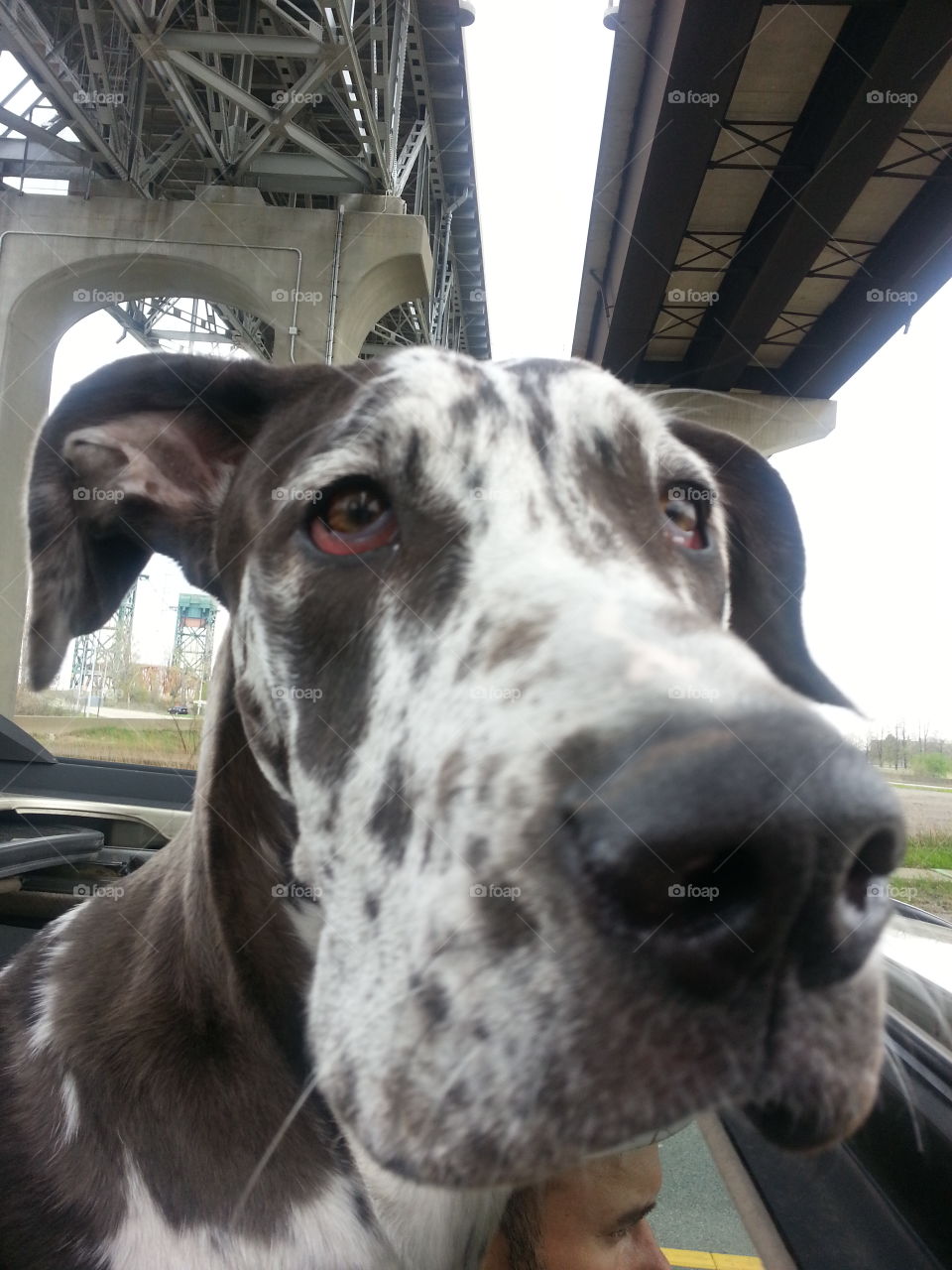 great Dane driving with the sun roof down