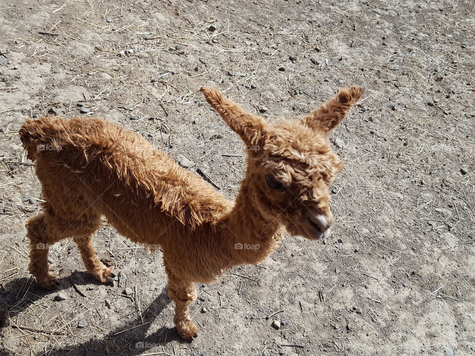High angle view of young alpaca