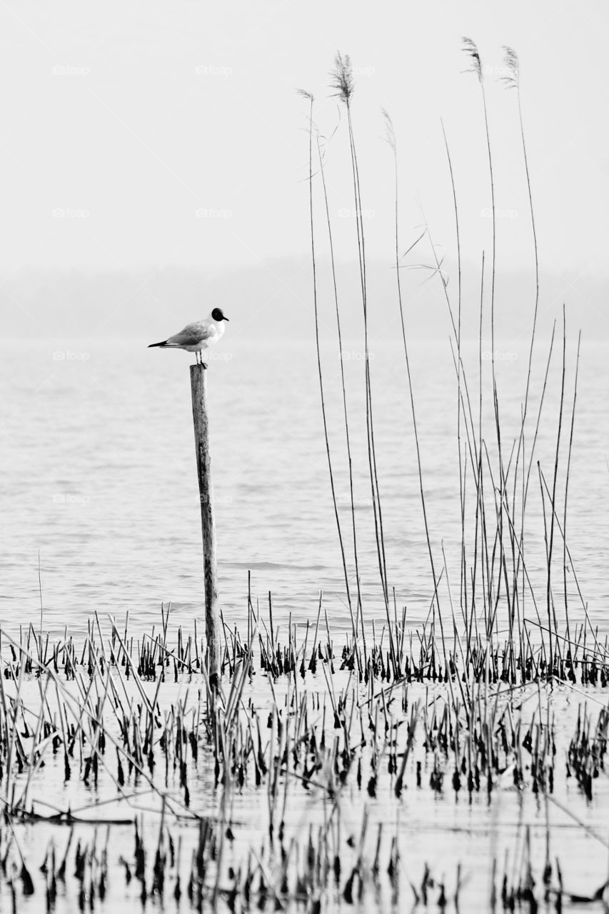 Gull standing over a pole among the reeds of a lake in winter