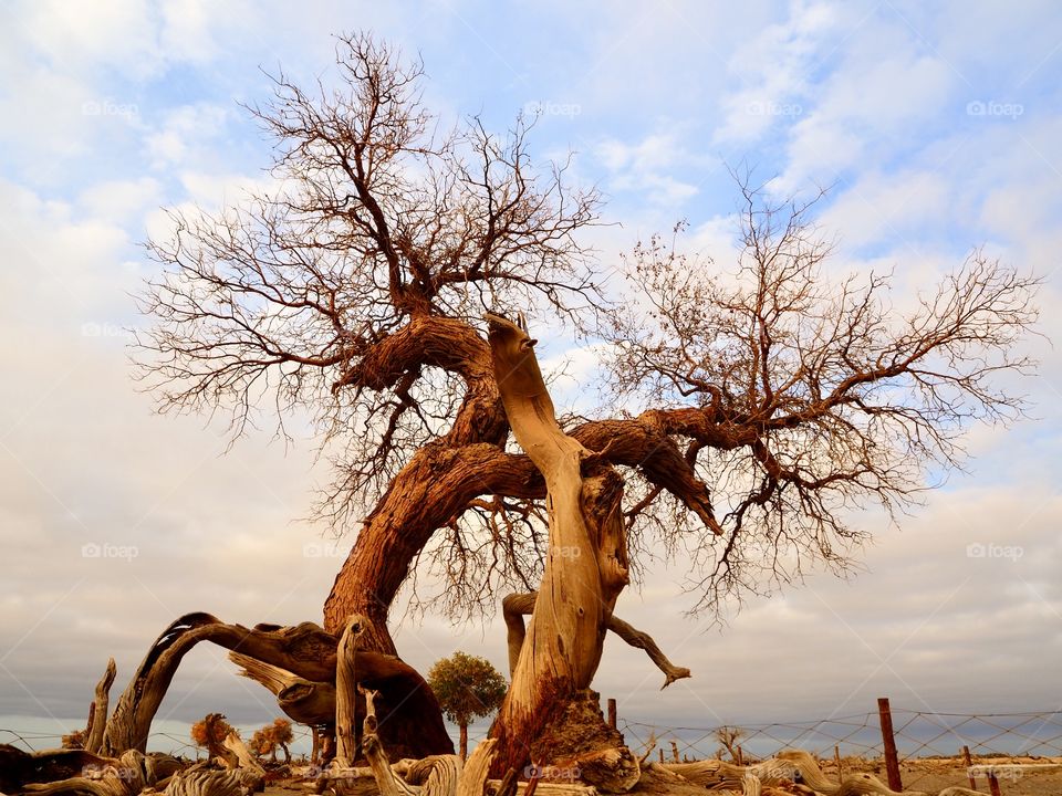 Dead embracing the life