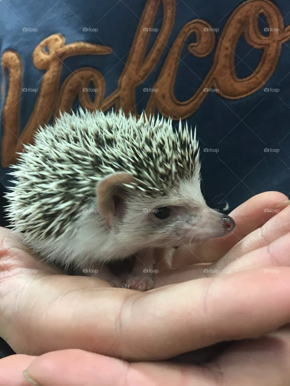 Hedgehog 