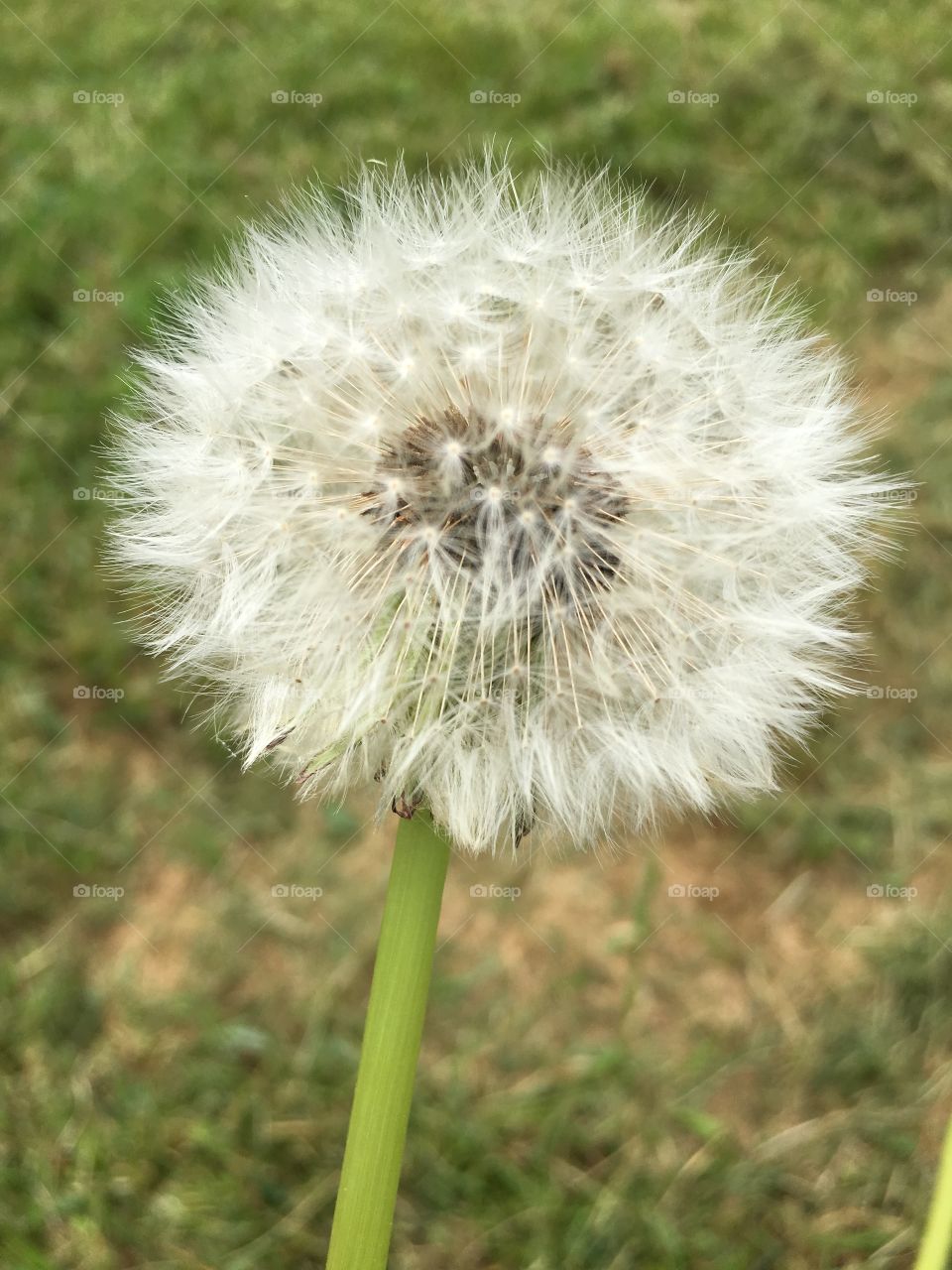 Make a wish
