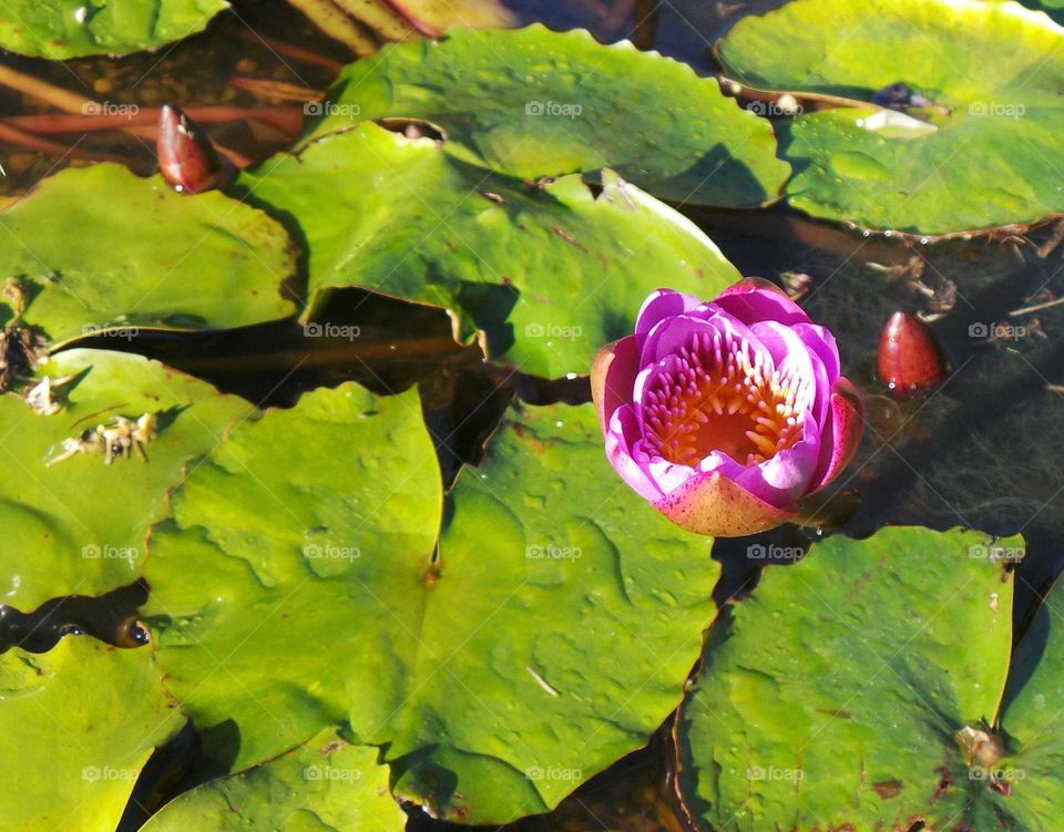 High angle view of water lily