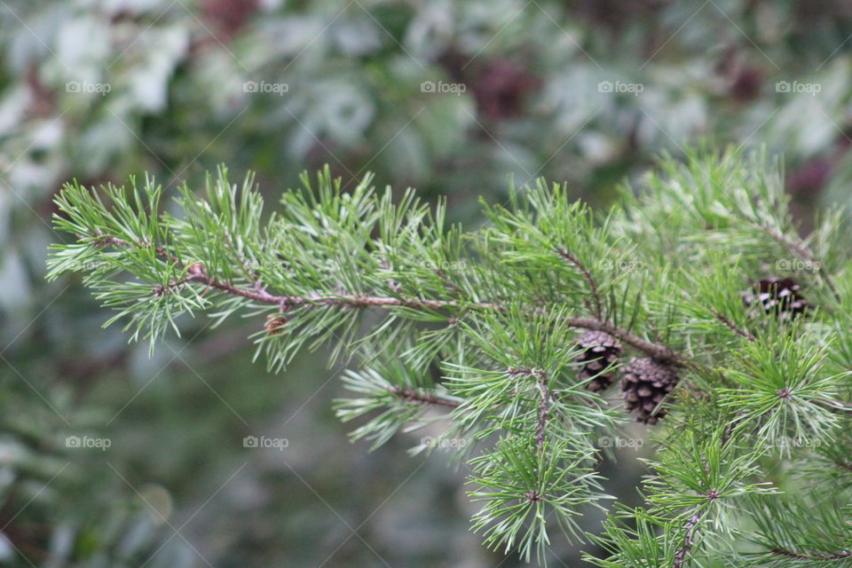 TN Pine