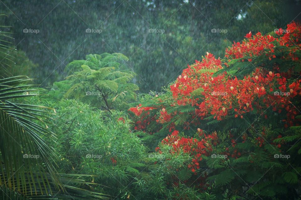 Nature new Caledonia
