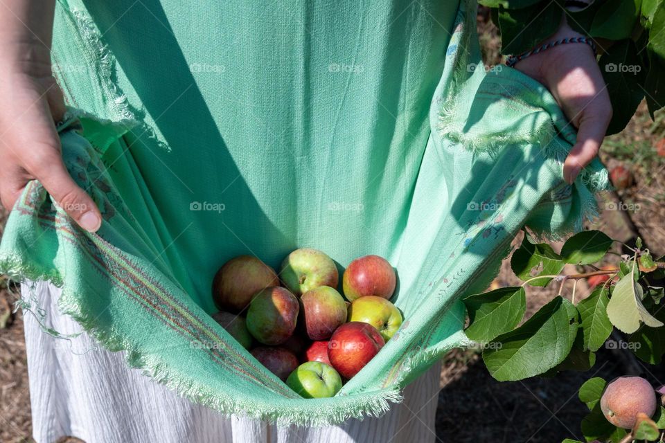 Complementary Colors, Red Apples on Green Background