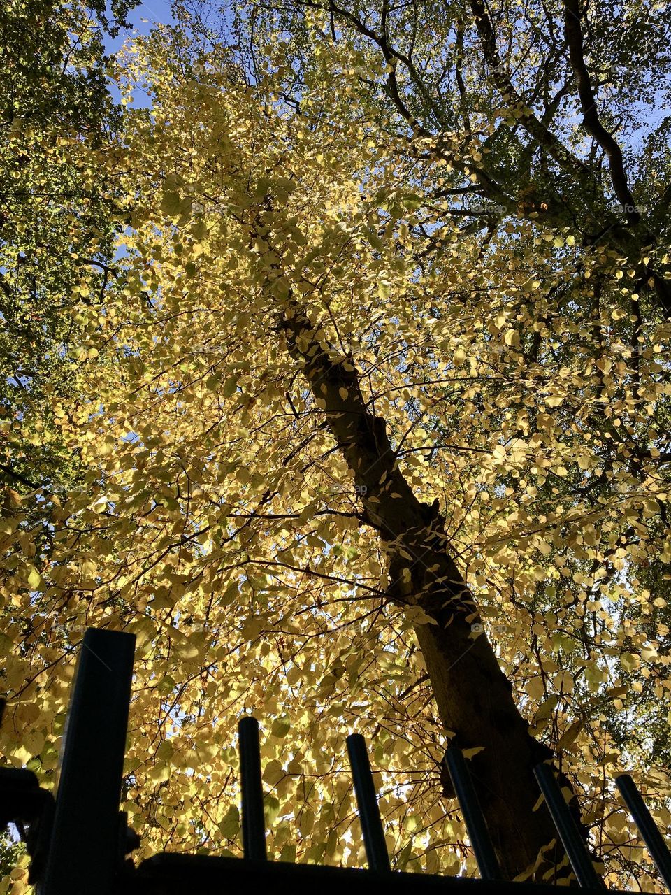 Looking up at a tall tree during Autumn 