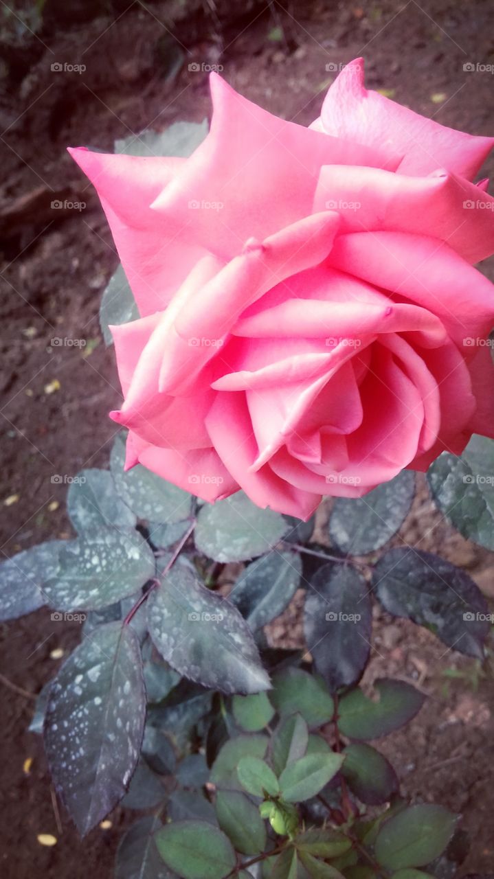 pink colour rose flower