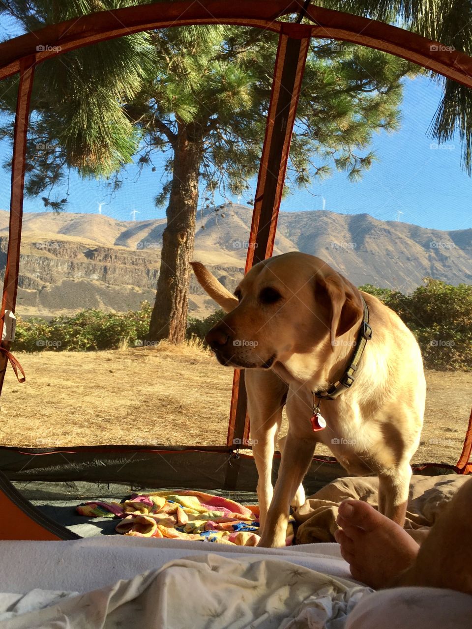 Dog-camping 