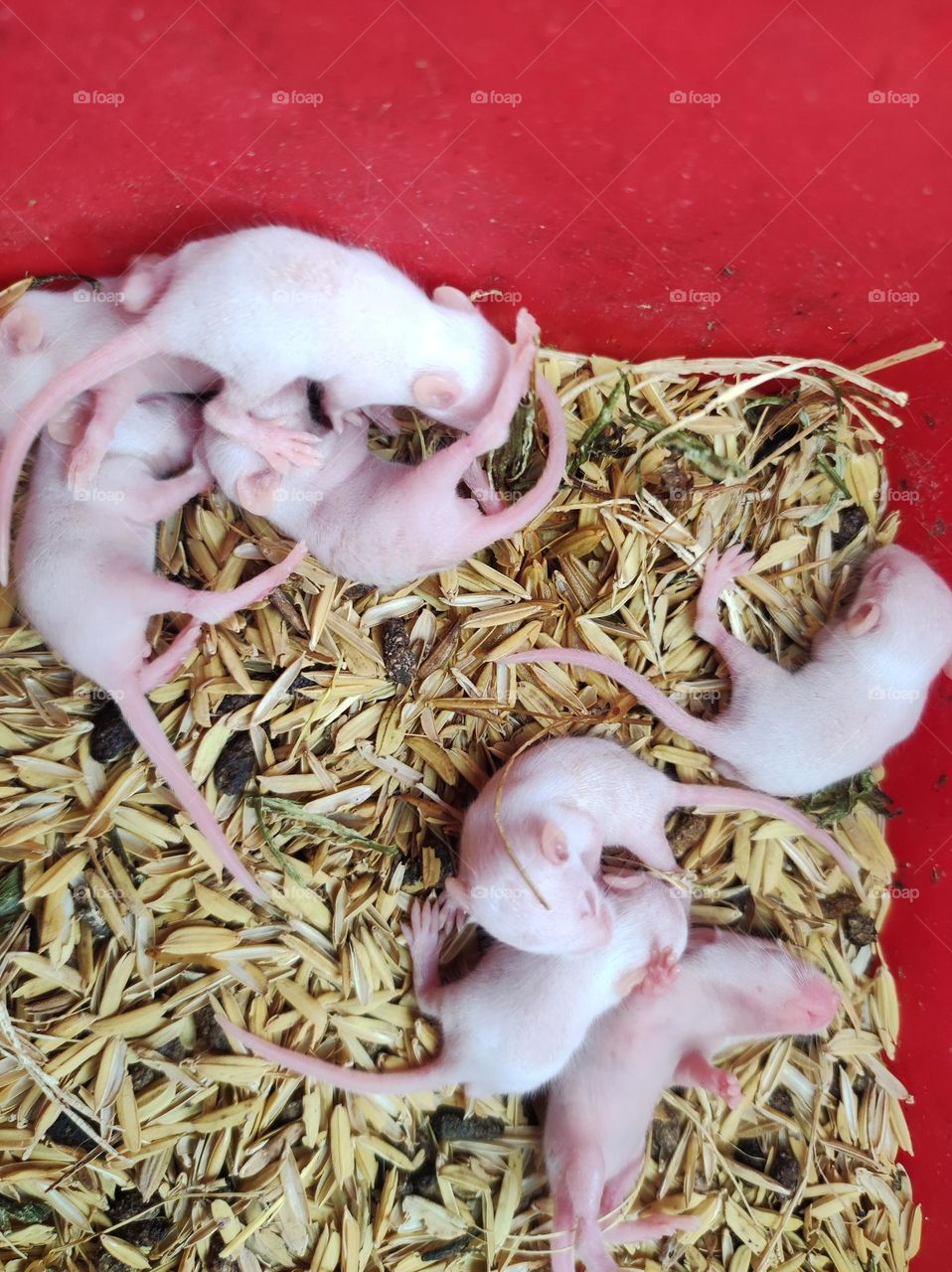 pinkis baby white mouse mencit