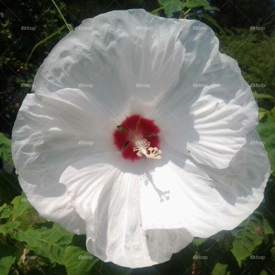 Hibiscus white