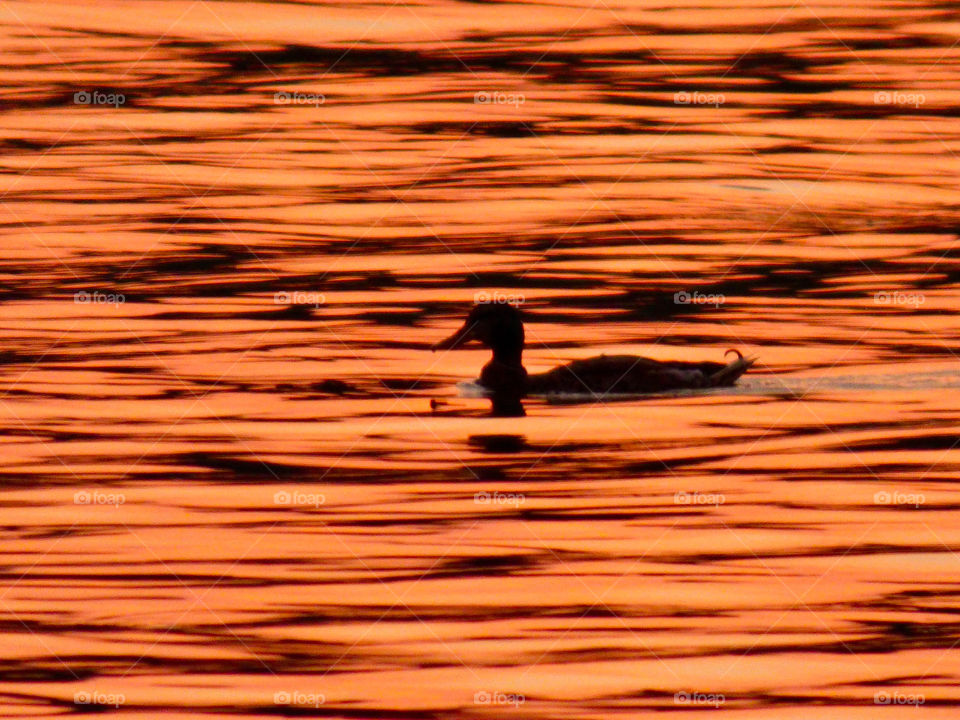 Duck on the water 