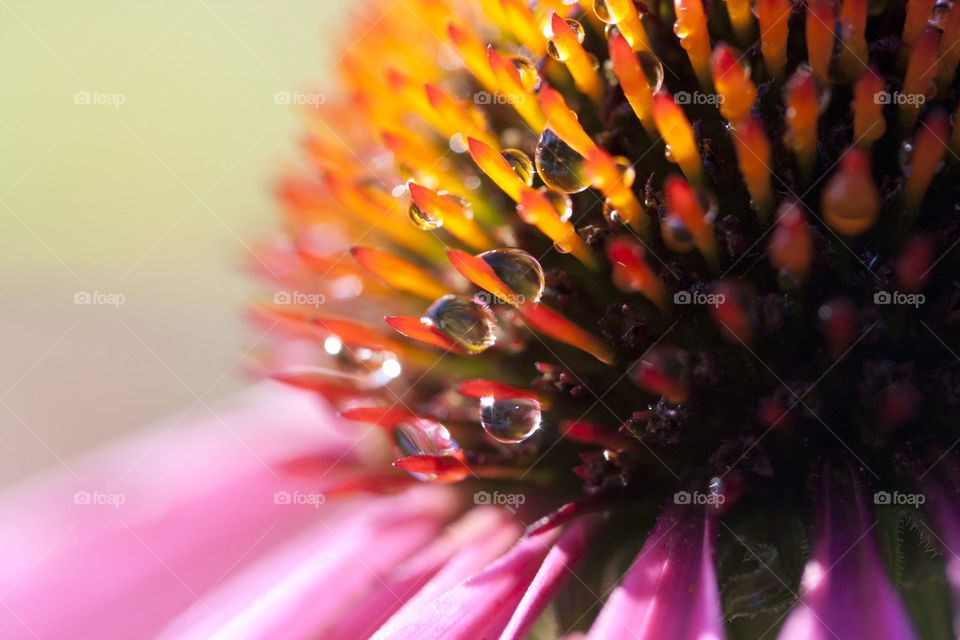 Morning dew on purple coneflower, macro