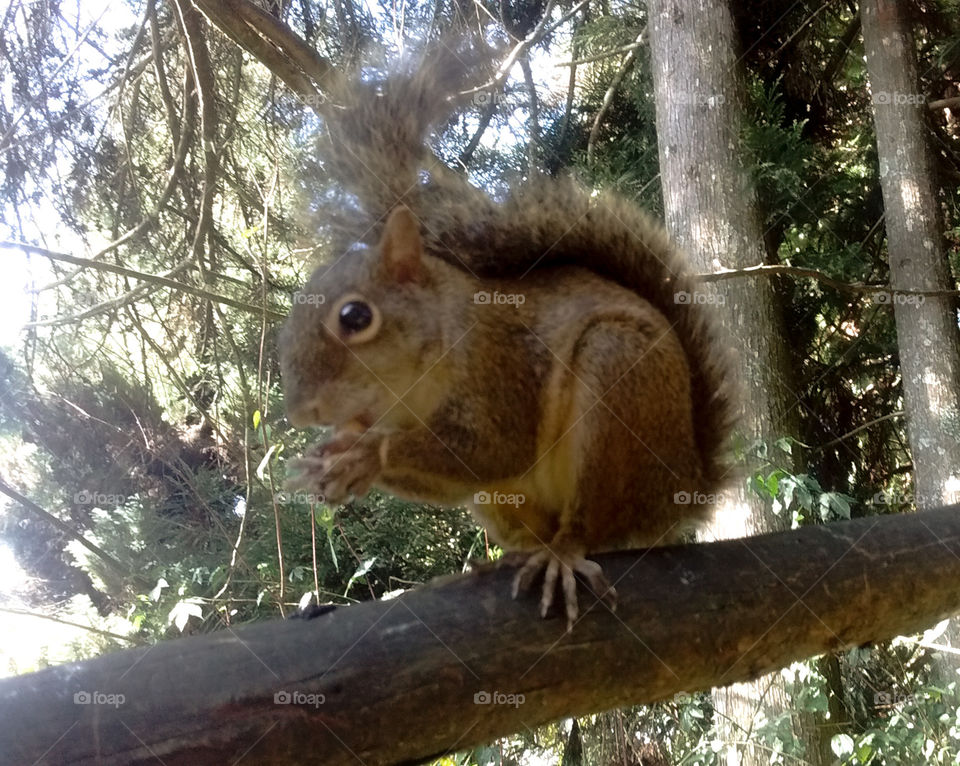 Serelepe Monte Verde