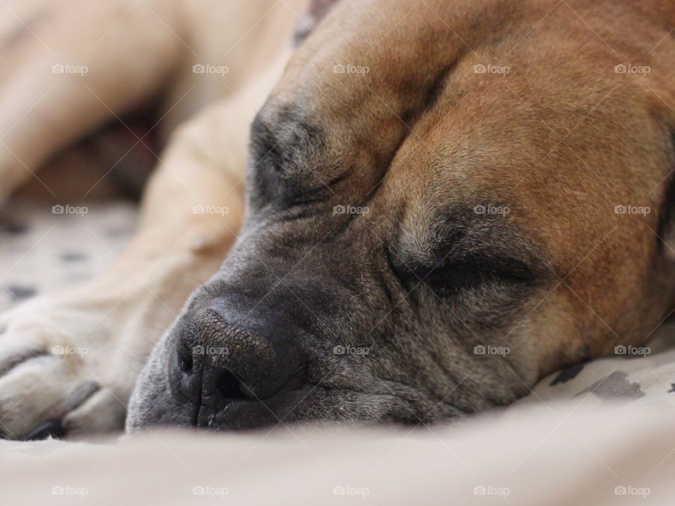 Tillman is a 150lb South African Mastiff that thinks he's a lap dog.