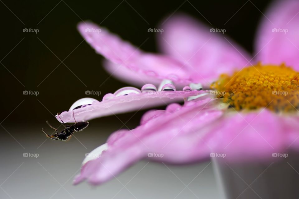 ant on a pink flower with rain droos