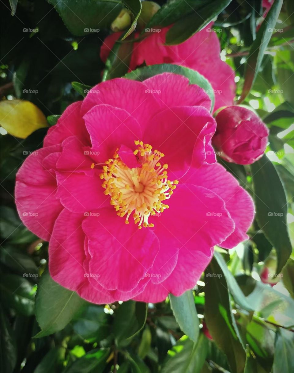 Camellia