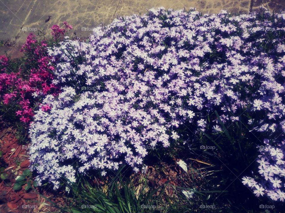 Creeping Phlox