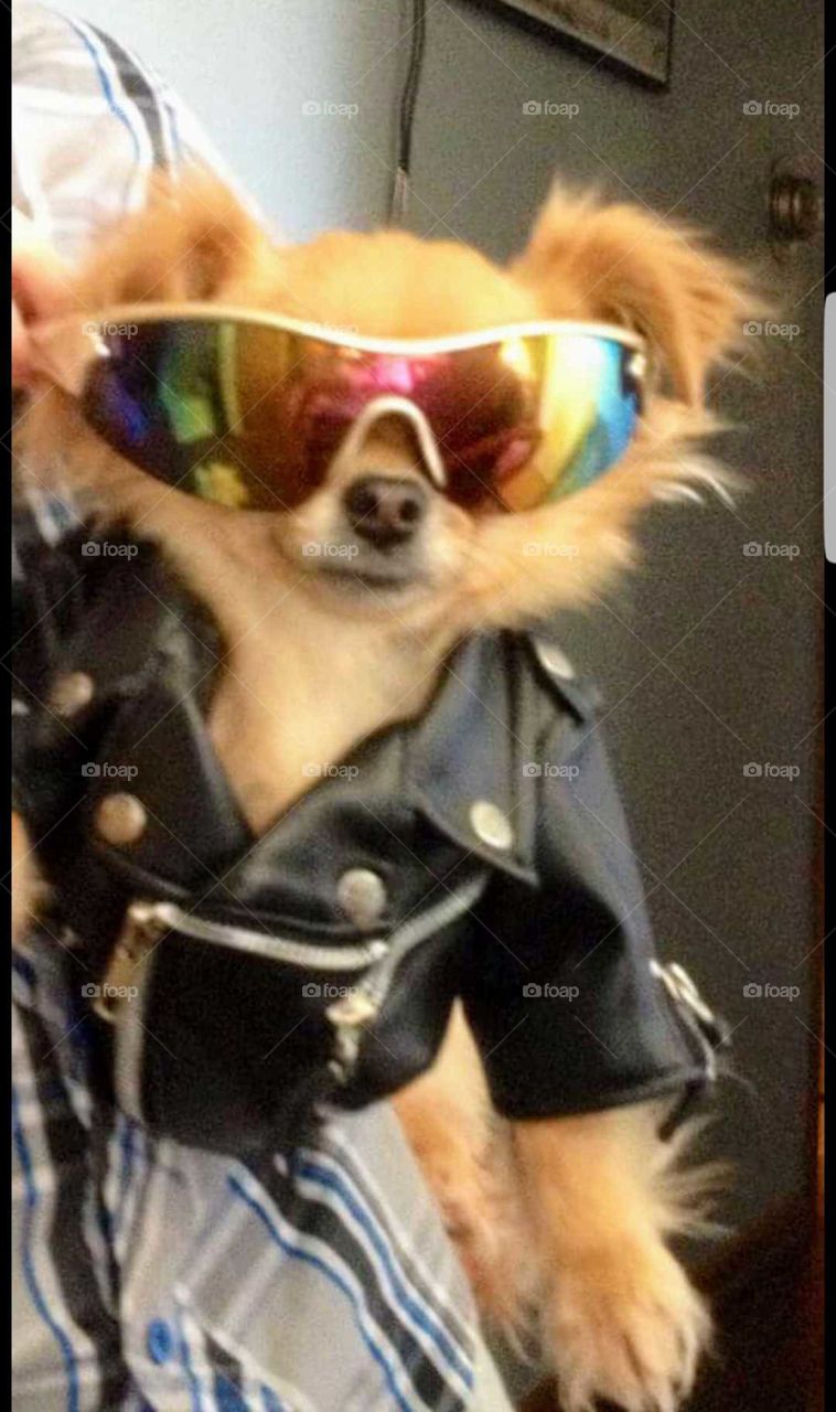 Chihuahua dog looking very tough in is leather jacket and sporting his rainbow sunglasses