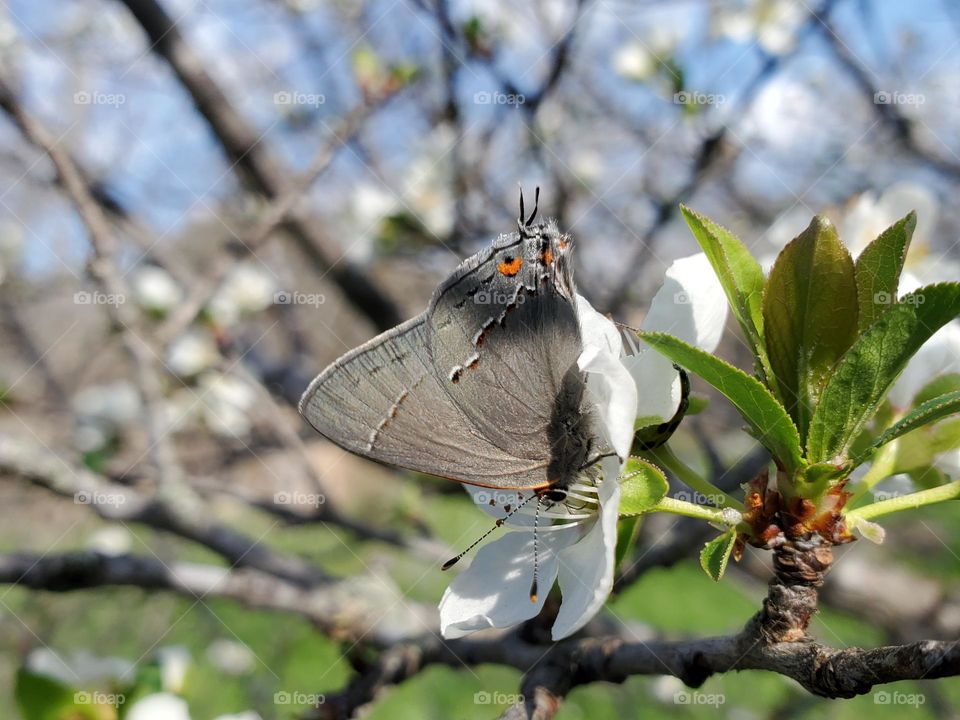 Spring blooms and wildlife