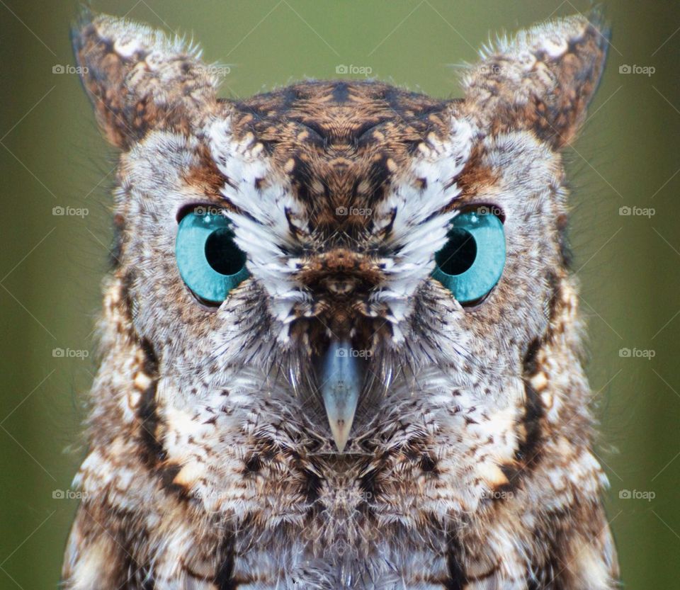 Owl with Blue Eyes