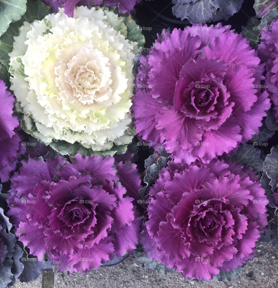 Decorative cabbage, three purple and one white seen from above.