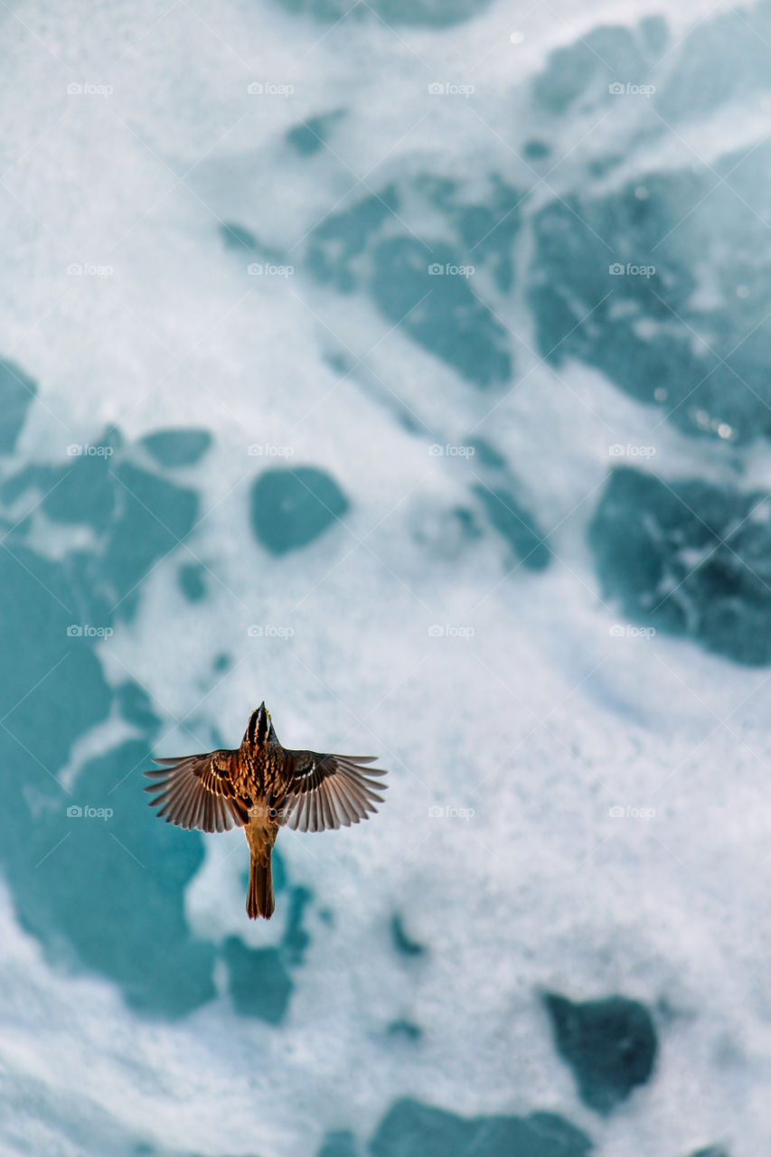 A Bird and the Ocean