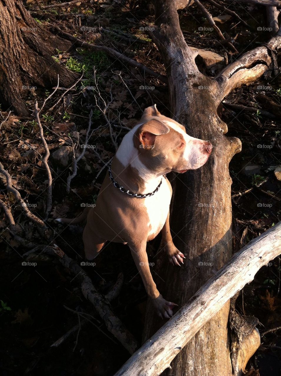 dogs woods searching pitbull by jesaleigha