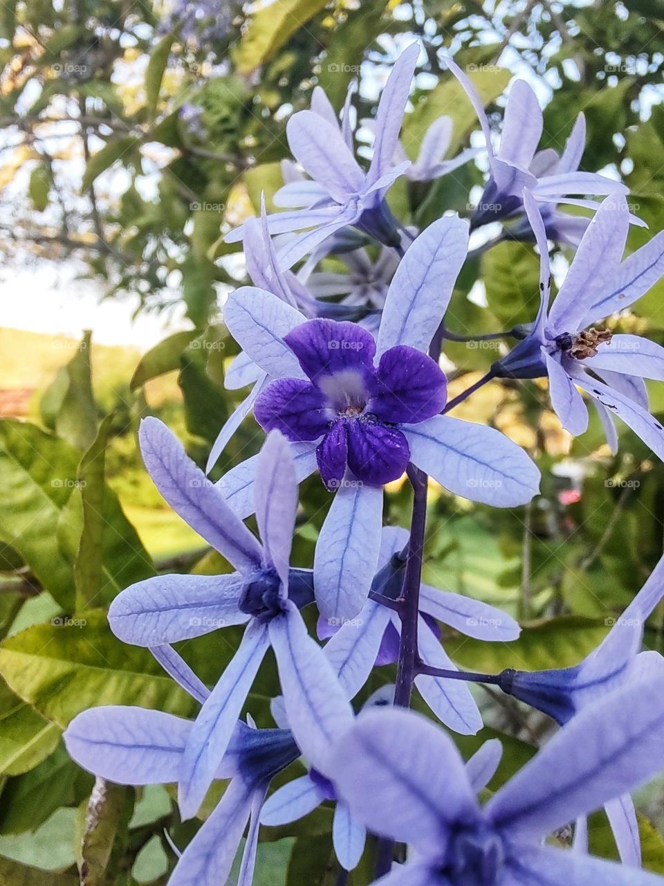 The beauty of colors, flowers and leaves in spring.