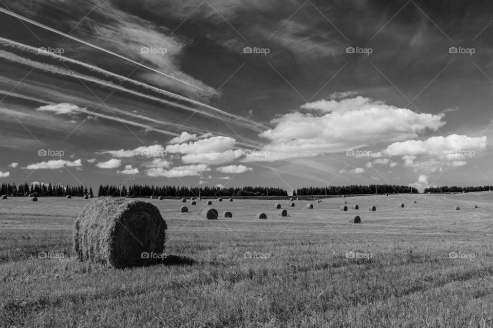 Straw bales in the field