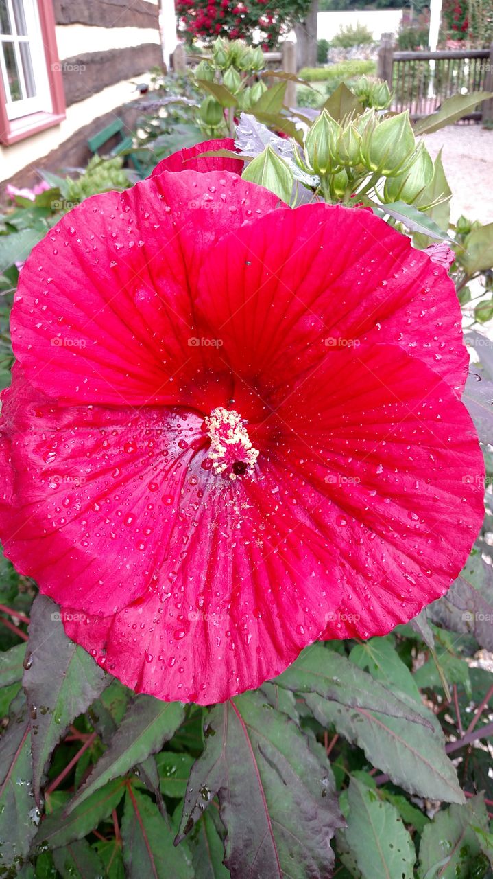 Flower, Garden, Nature, Flora, Leaf