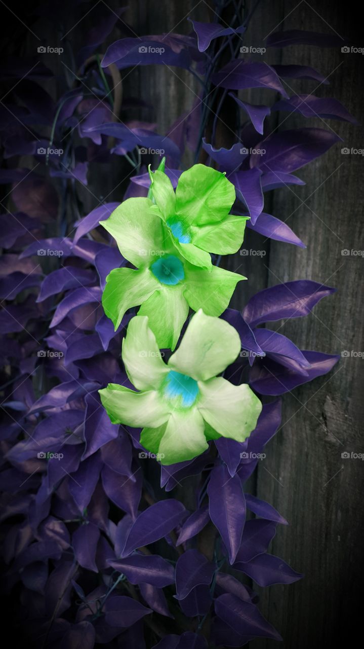 vine flowers green purple