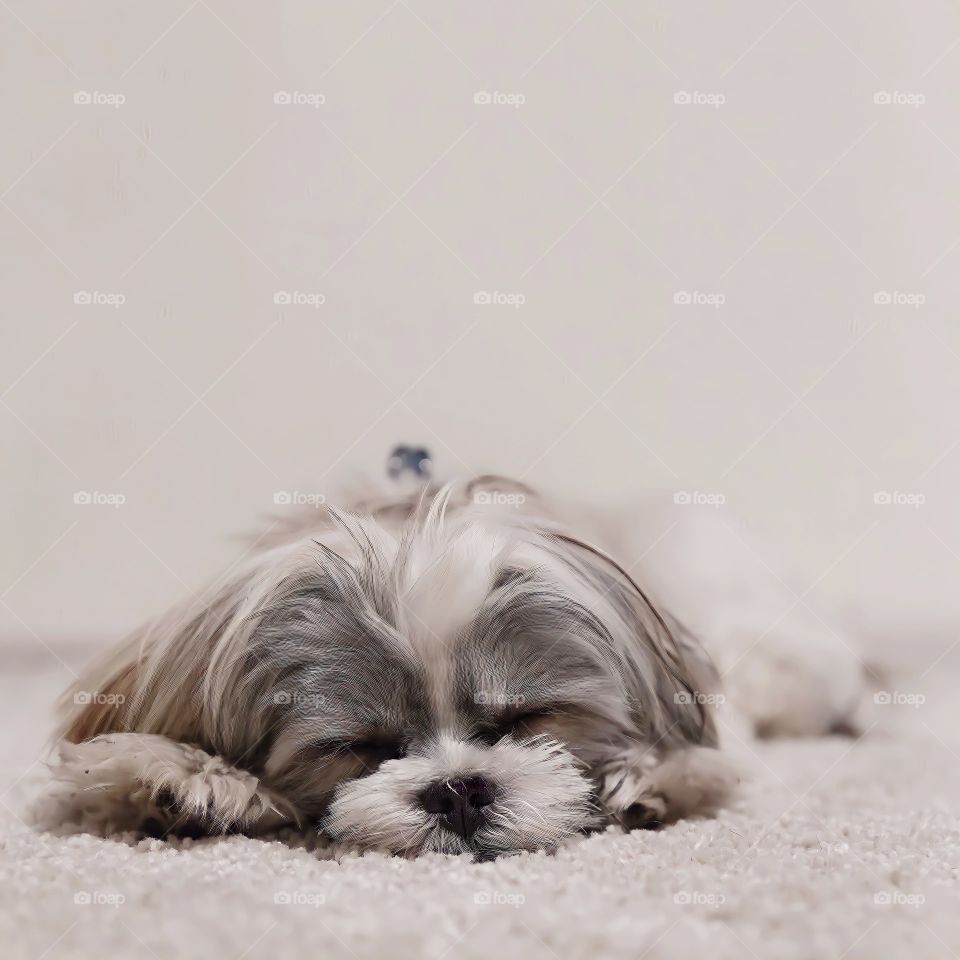 Up close, gorgeous Shih-Tzu nap on the office carpet.