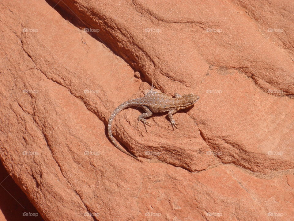 Desert lizard 