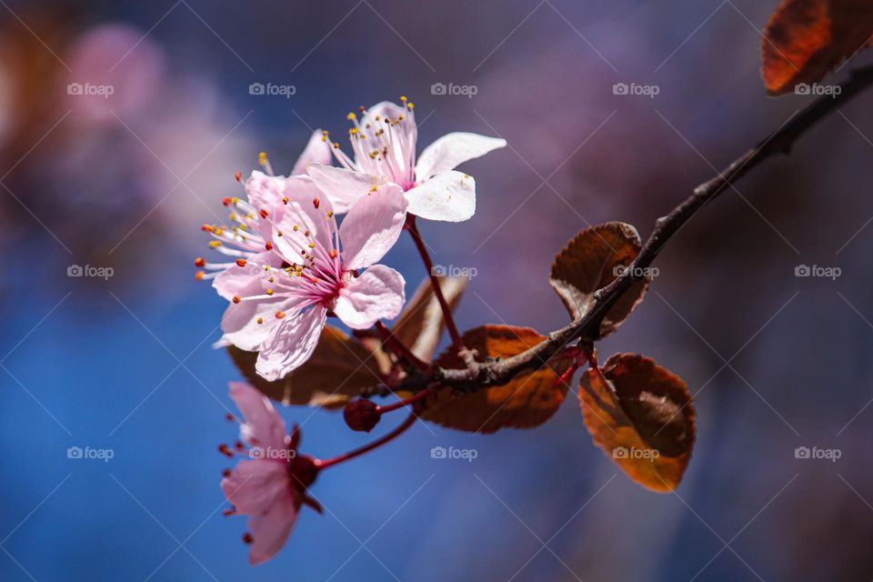 pink spring flowers