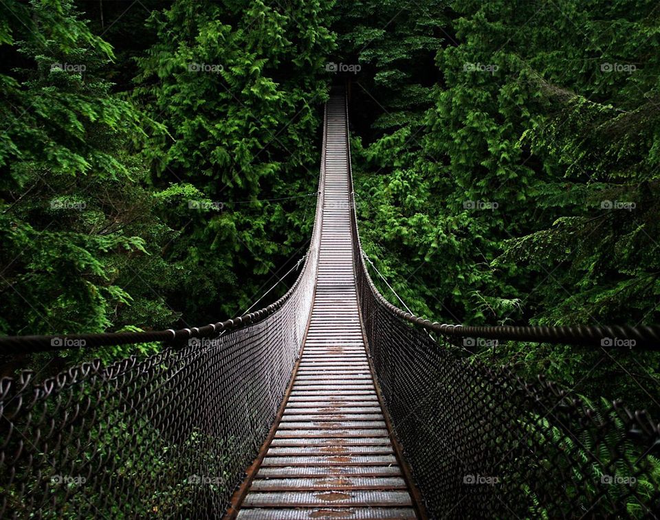 Beautiful jungle monkey bridge 