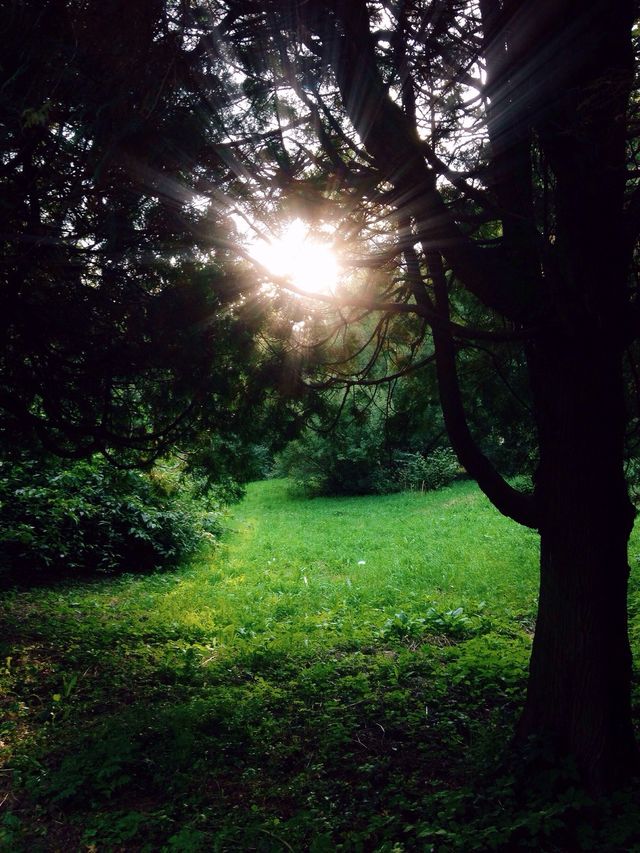 Magic garden 